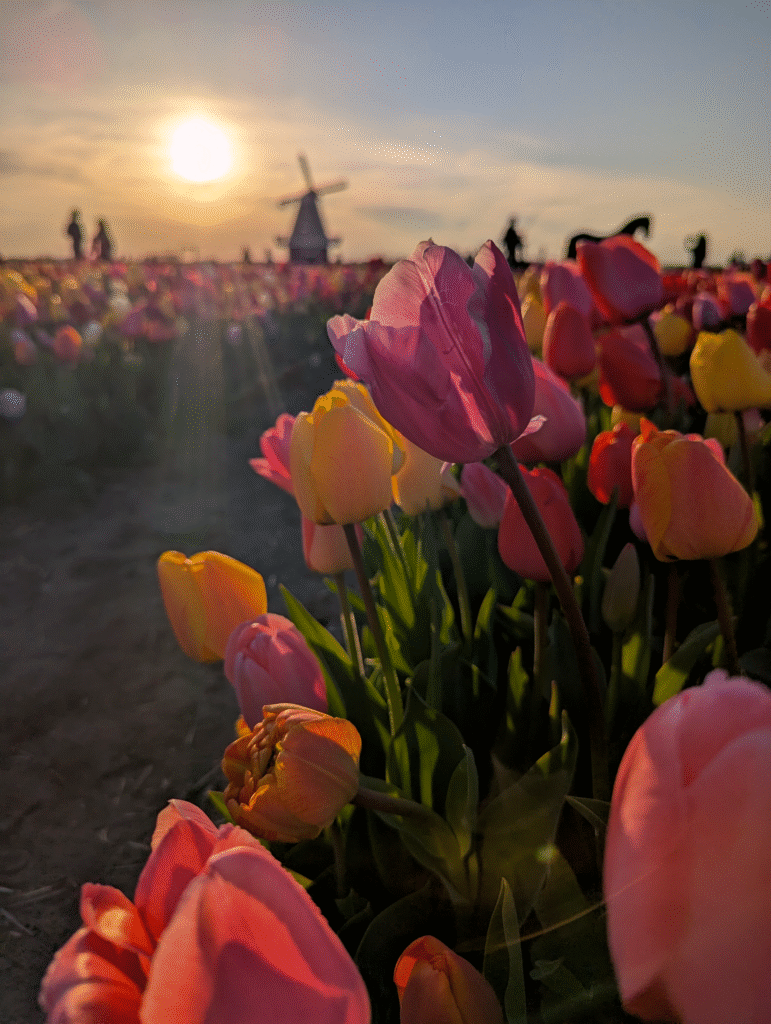 Tulip Fields in the Netherlands